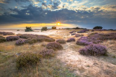 Hoge Veluwe kum araziler
