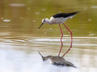 Ortak Uzunbacak yiyecek arama