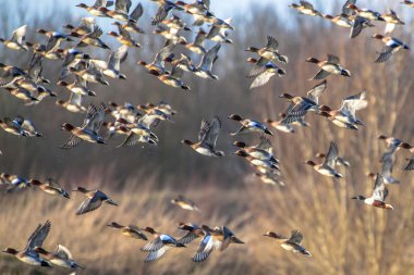 Uçan göçmen Avrasya wigeon (Anas penelope sürüsü)