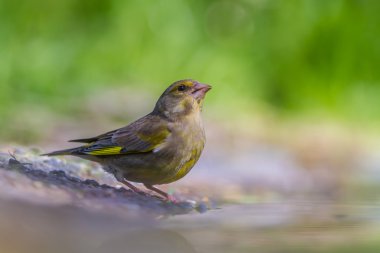 erkek greenfinch