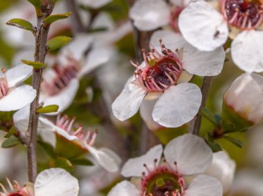 Grup manuka çiçek