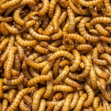Kare larva arka plan