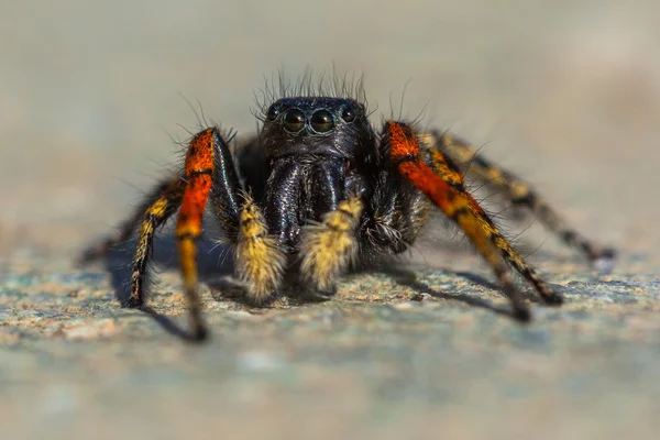Aranha saltitante macho — Fotografia de Stock