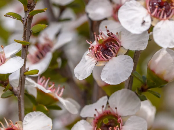 Группа цветов мануки — стоковое фото