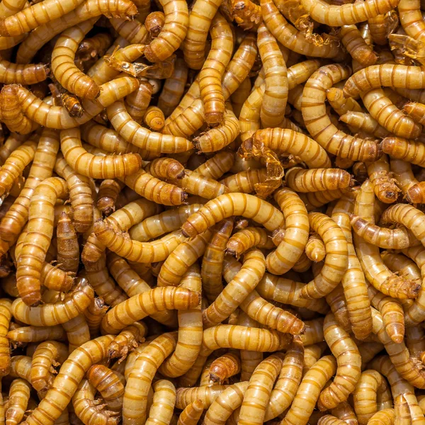Larvas cuadradas Fondo —  Fotos de Stock