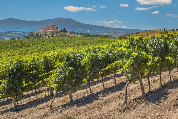 Vigneto in collina — Foto Stock