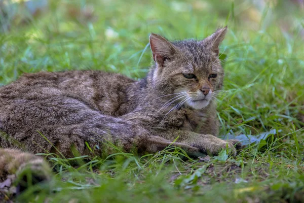 Европейский дикий кот — стоковое фото