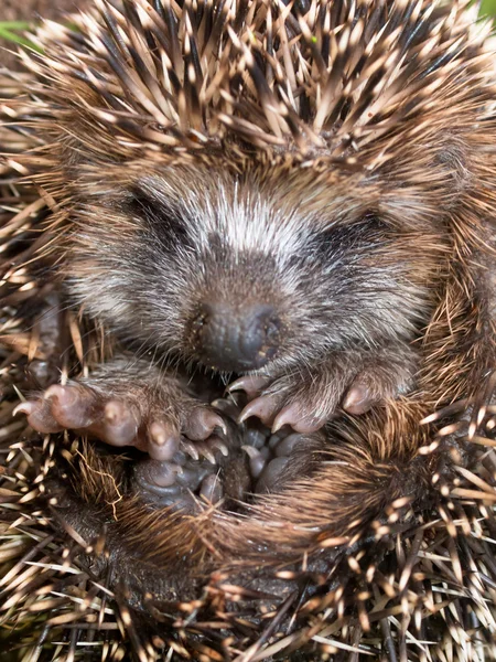 Junger Igel aus nächster Nähe — Stockfoto