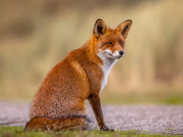 Red fox waiting — Stock Photo, Image