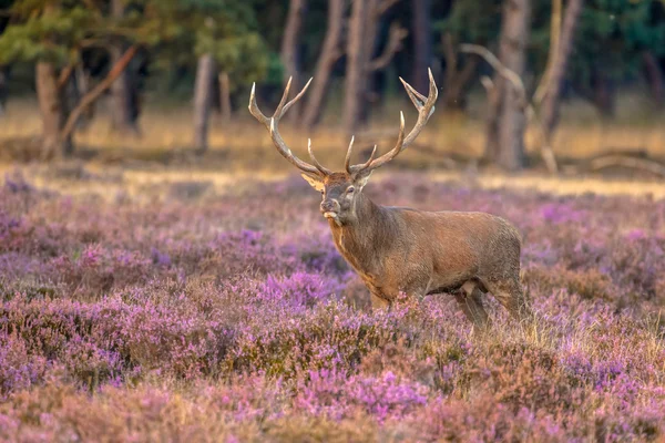 Hjortar av hankön — Stockfoto