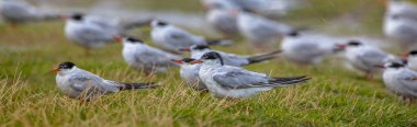 Terns in rain clipart