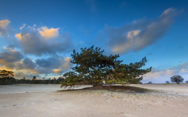 Sands alan sürüklenen çam ağacı