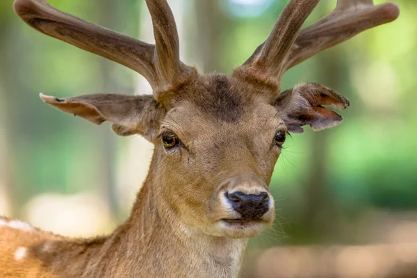 Dovhjort porträtt — Stockfoto