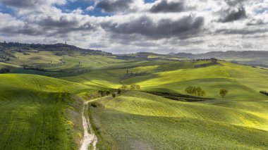Val d 'Orcia Tuscany, İtalya' nın kayan tepelerindeki ağaç gruplarıyla sakin bir manzara..