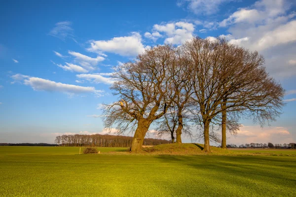 Stora träd på en tumulus grav gravhög — Stockfoto