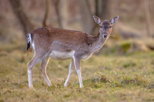 Kvinnliga dovhjort äta gräs — Stockfoto