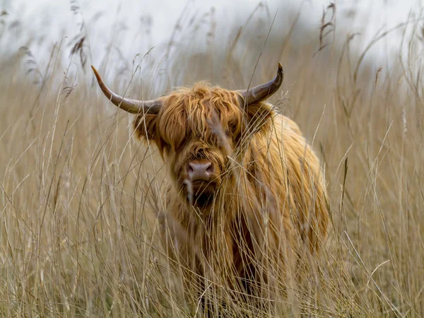 Porträtt av en Highland cattle kalv i ett fält av reed — Stockfoto