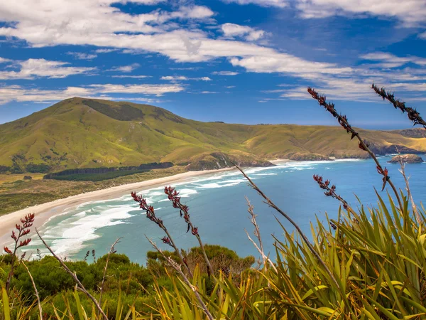 Kıyı görünümü Otago — Stok fotoğraf