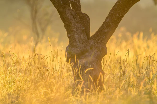 Sinar batang pohon zaitun — Stok Foto