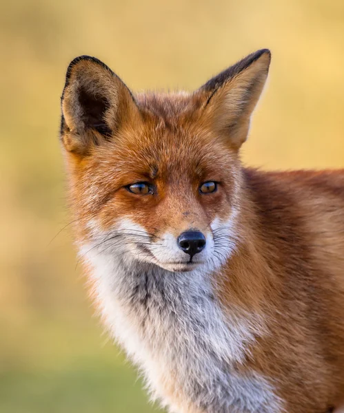 Vörös róka teljes portré — Stock Fotó
