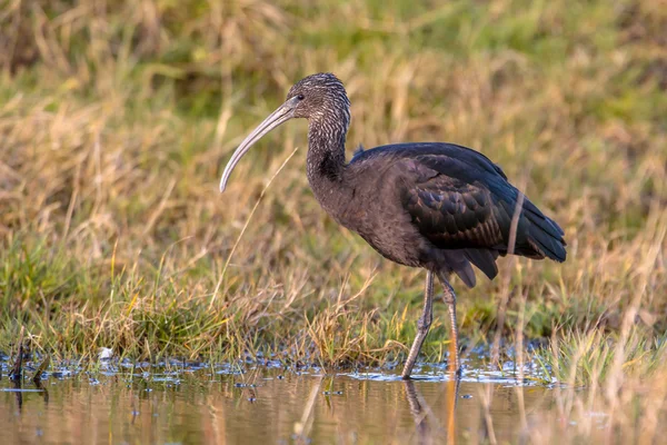 Hochglanz-Ibis (plegadis falcinellus) im Sumpf — Stockfoto