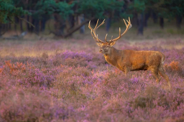 Manliga kronhjort med horn — Stockfoto