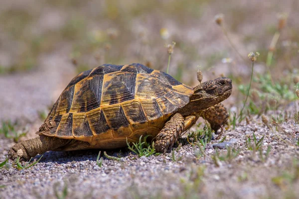 Hareketli yetişkin mahmuz butlu kaplumbağa — Stok fotoğraf