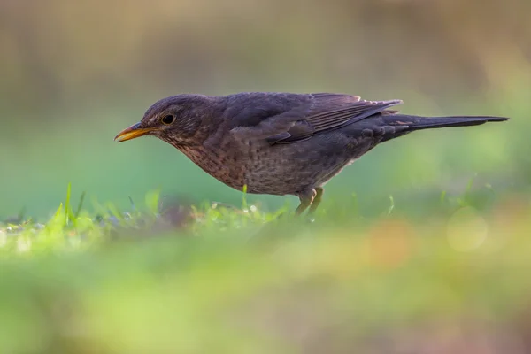 Kvinnliga gemensam blackbird profil — Stockfoto