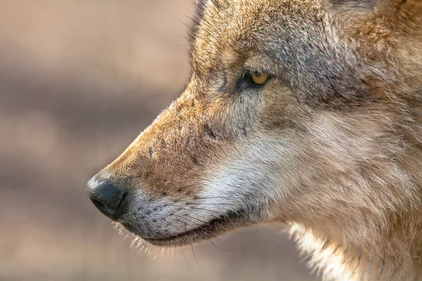 Snuit van een grijze Wolf — Stockfoto