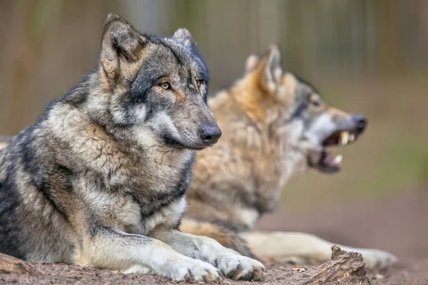 Δύο στηργμένος Wolfs γκρι Εικόνα Αρχείου