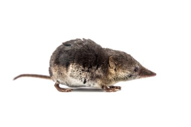 Beyaz arka plan üzerinde ortak sivri faresi (Sorex araneus)