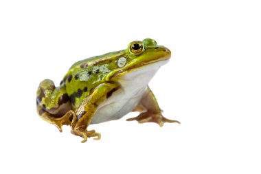 Havuzu kurbağa erkek beyaz