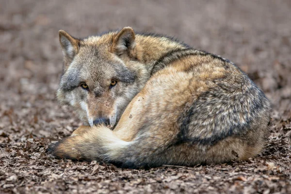 Niebezpieczne Grey Wolf spoczywa na ziemi — Zdjęcie stockowe