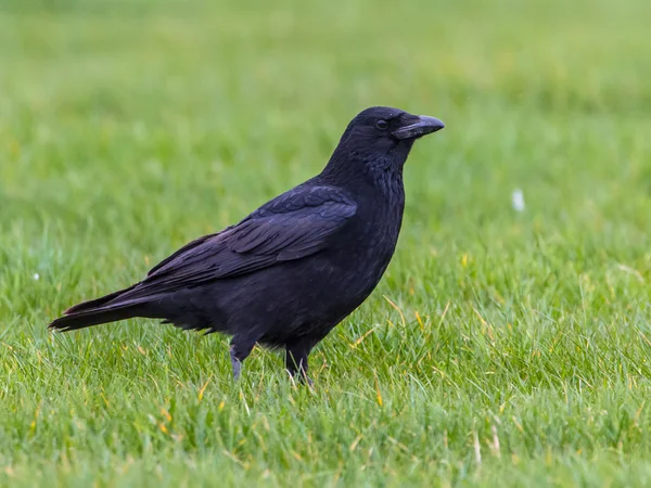 Zwarte kraai op groene achtergrond — Stockfoto