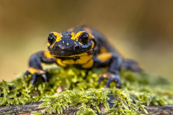 Frontal view of a Fire salamander in natural setting — Stock Photo, Image