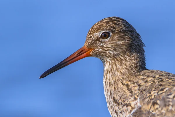 Rotschenkelkopf — Stockfoto