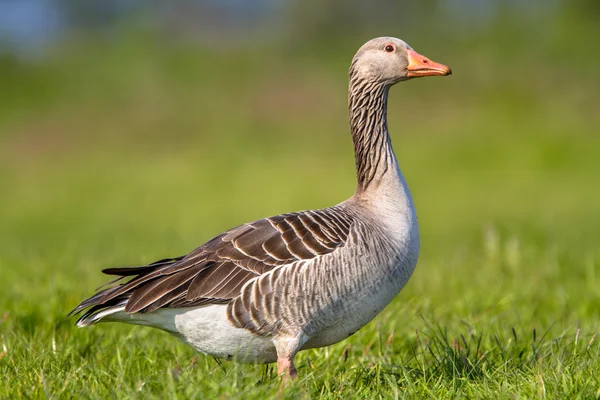 Greylag χήνα περπατώντας μέσα από το γρασίδι — Φωτογραφία Αρχείου