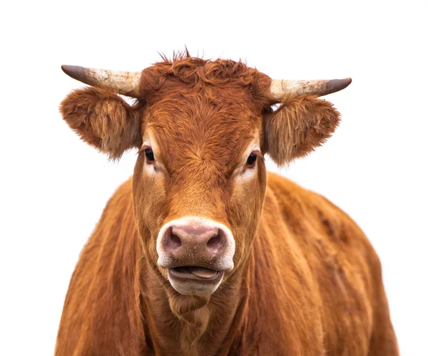 Portrait drôle d'une vache — Photo