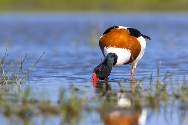 Ortak shelduck besleme — Stok fotoğraf