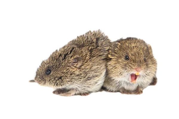 一般的なネズミのカップル — ストック写真