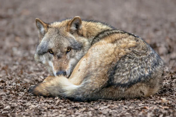 地面で休む危険の灰色オオカミ ロイヤリティフリーのストック画像