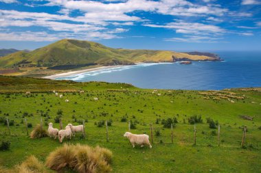 Sheep New Zealand clipart