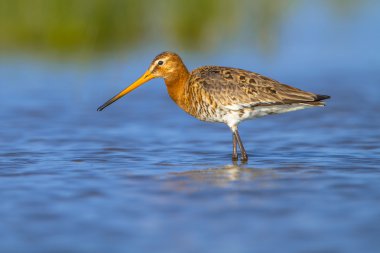 Kadın siyah çulluğu kuyruk