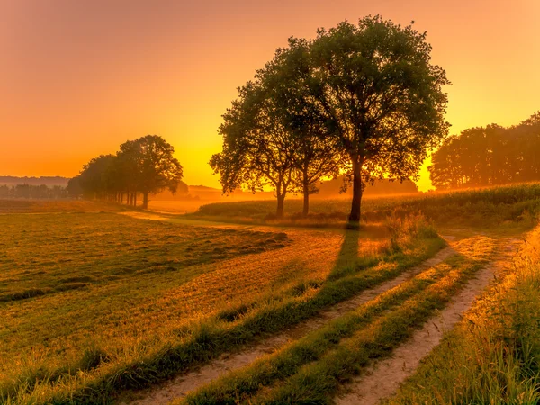 Rangée d'arbres au lever du soleil — Photo