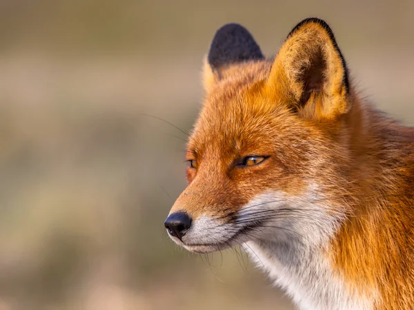 Глава Red fox — стокове фото