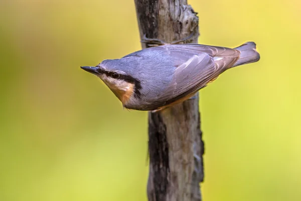 Eurasian nuthatch on a branch — Stock Photo, Image