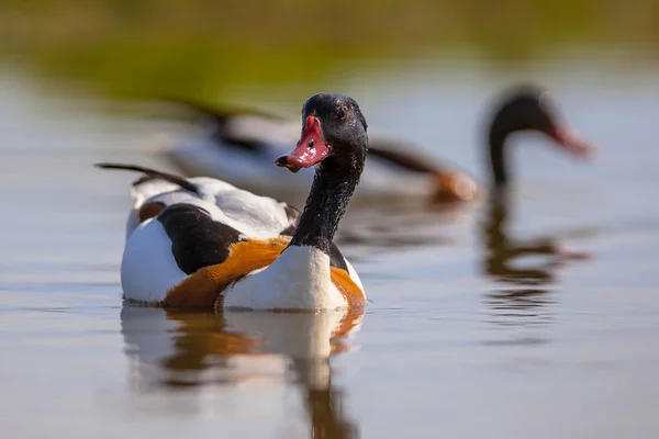 Par födosökande gemensamma gravand — Stockfoto