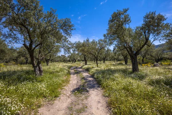 Bijhouden via organische olijfboomgaard — Stockfoto