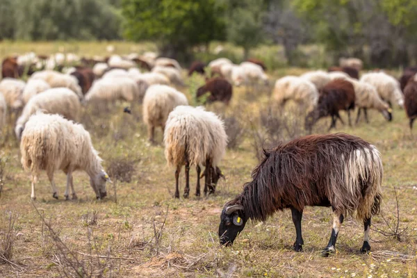 Organische schapenhouderij — Stockfoto