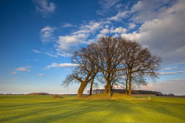 Träd på en tumulus i ljusa färgade landskap — Stockfoto